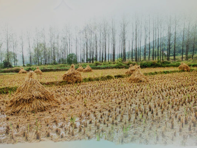 肥土不废，沃土“搬场”